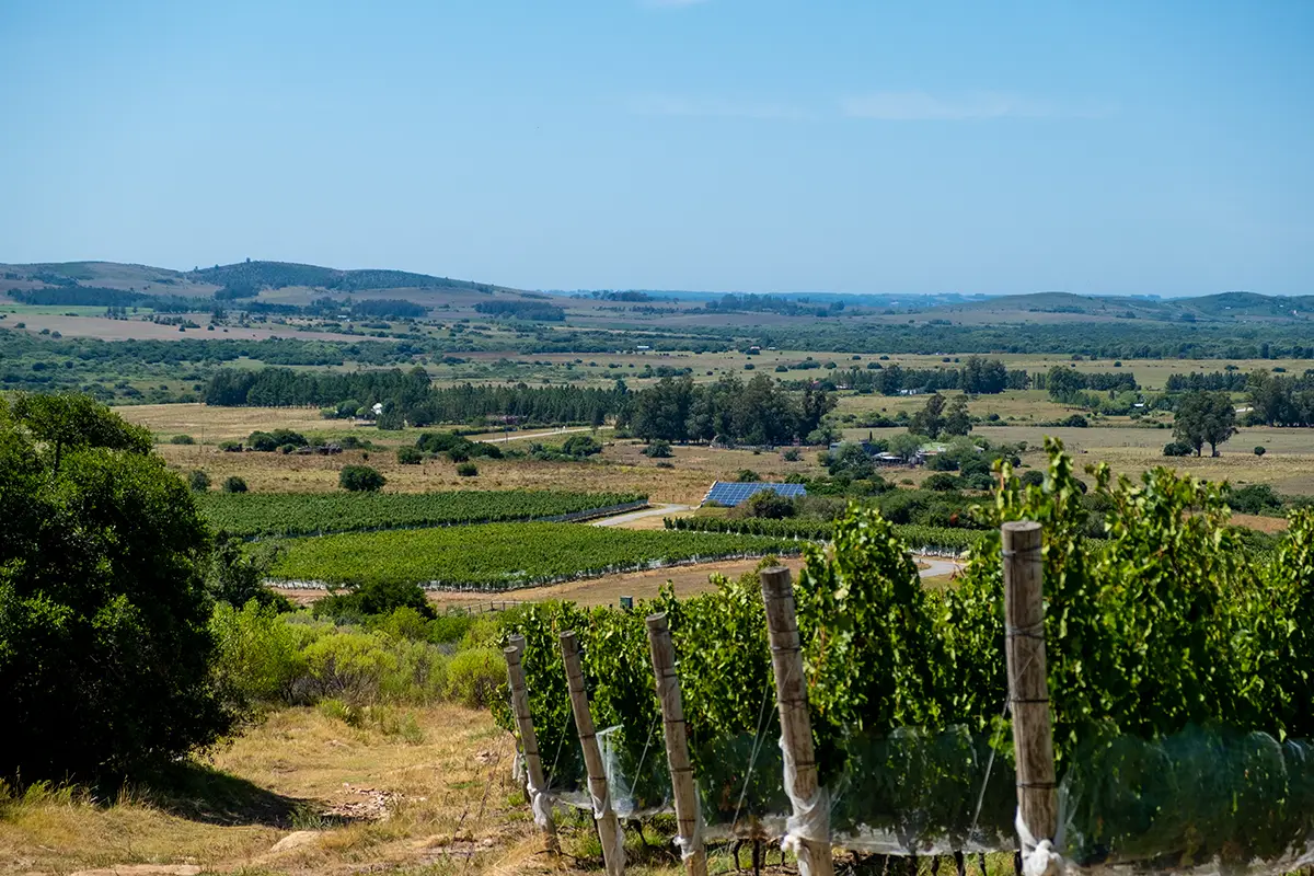Viñedos Viña Edén - Oportunidades de inversión